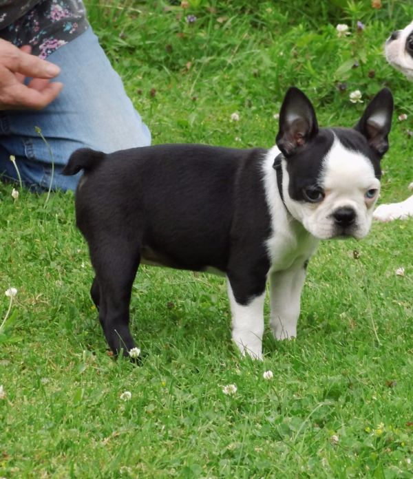 Molto bella e sani  cuccioli di boston terrier   per adozione maschi e femmine disponibili (gratis) 