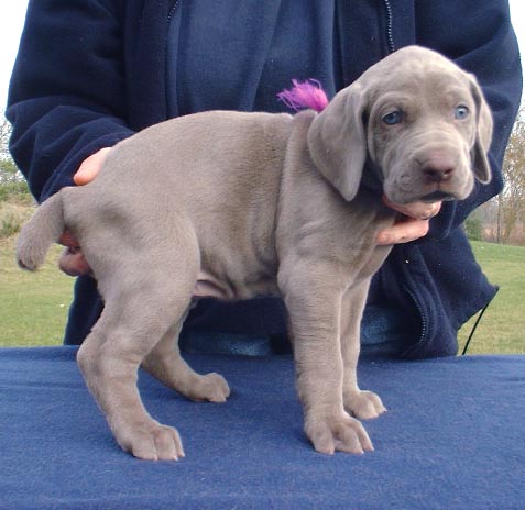 REGALO Cuccioli di Weimaraner