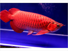  dolce acquario tropicale per pesci Arowana qualit�   Abbiamo qualit� pesci rossi e Super acqua dolc