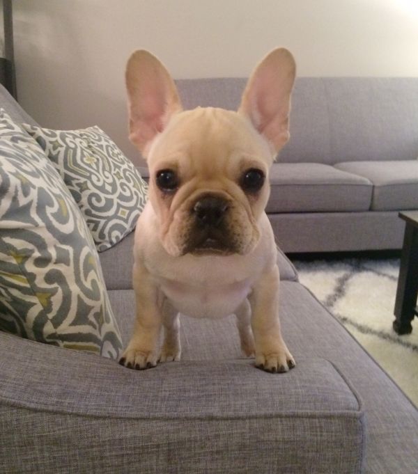Regalo Bulldog francese cuccioli adorabile cucciolo bulldog francese. Sto cercando una nuova casa