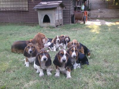 Cuccioli bassethound