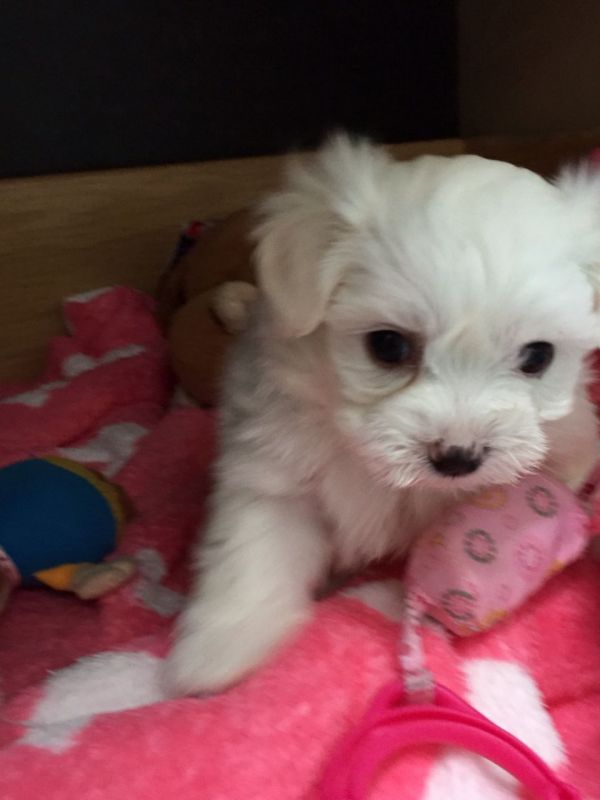Cuccioli maltese mini toy con pedigree 