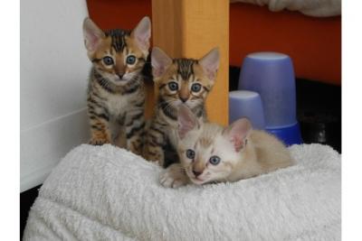 Bella bengala gattini per la vendita
