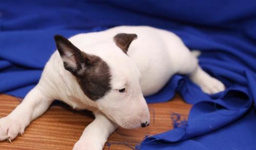   REGALO Bull Terrier cuccioli per l'adozione  Abbiamo di razza Bull Terrier cuccioli per l'adozione