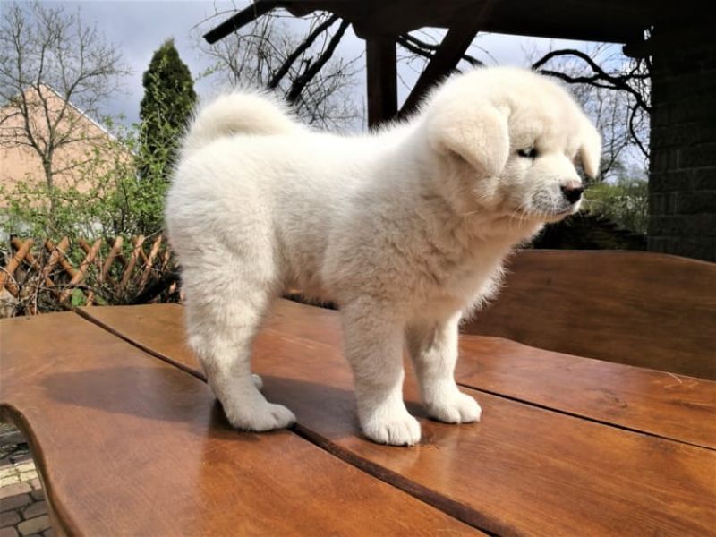 Regalo akita inu