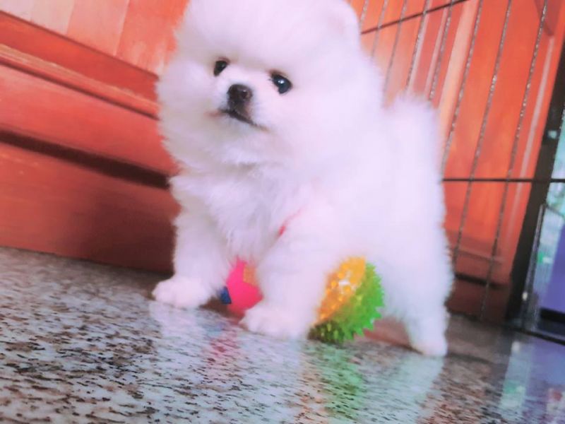 Regalo Cuccioli Di Pomerania Mini Toy