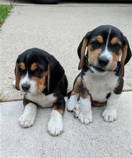 Cucciolo di Beagle in regalo