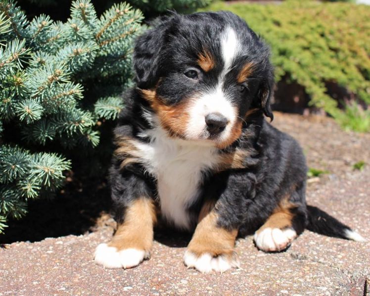 Regalo belissimi cuccioli bovaro del bernese