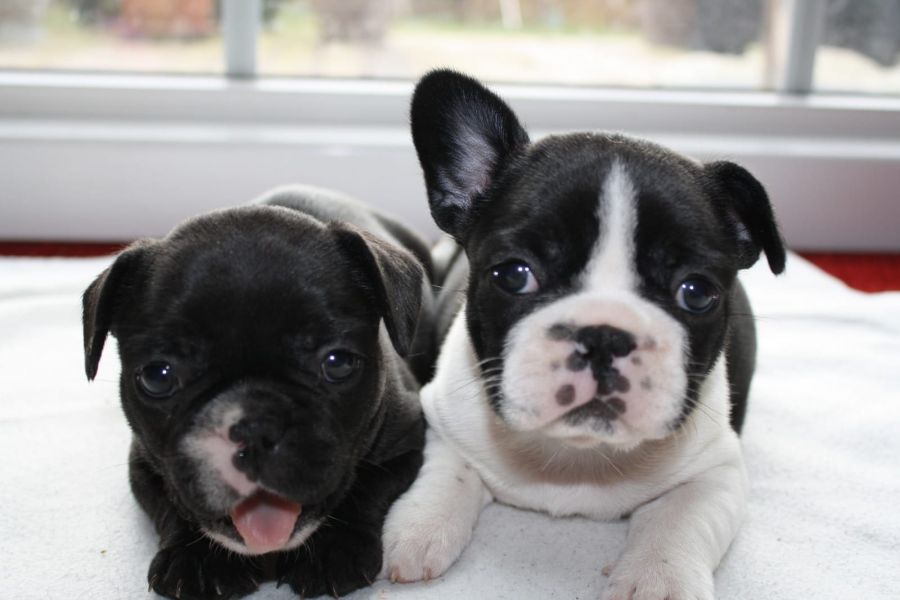 Adorabili cuccioli di Bulldog Francese femminucce e maschietti disponibili per l'adozione gratuita