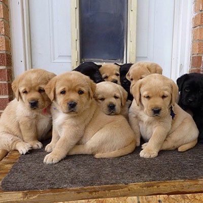 Cuccioli Labrador con Pedigree 
