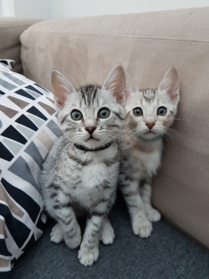 Bellissimo gattino bengala in Regalo