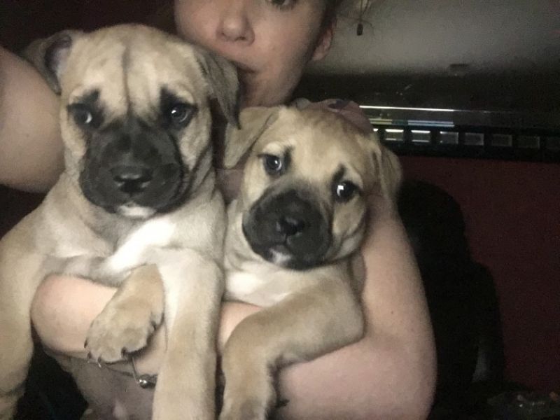 Regalo abbiamo cuccioli di bullmastiff
