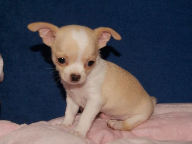 Molto bella e sani cuccioli di chihuahua per adozione (gratis)