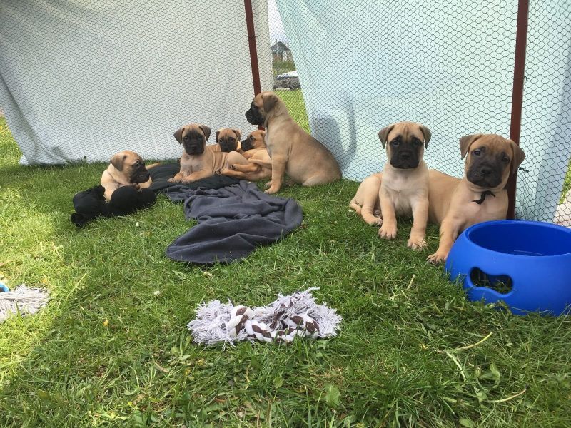 Cuccioli di bullmastiff  ( per regalo )