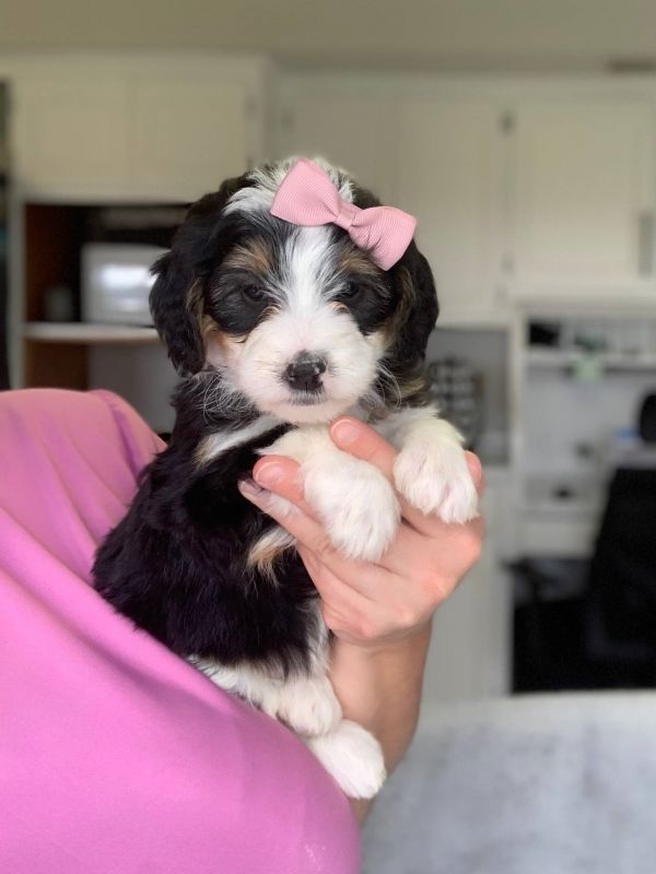 Disponibili cuccioli di Bernedoodle in miniatura E-MAIL (marieiris783@gmail.com)