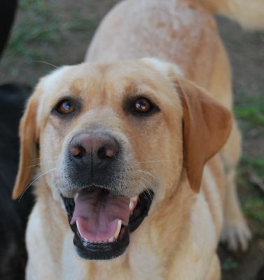 LABRADOR, FATTRICE ESENTE DISPLASIA