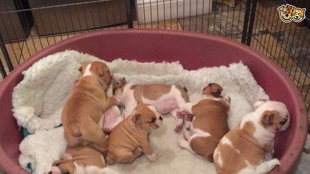 Regalo Bulldog inglese cuccioli disponibili