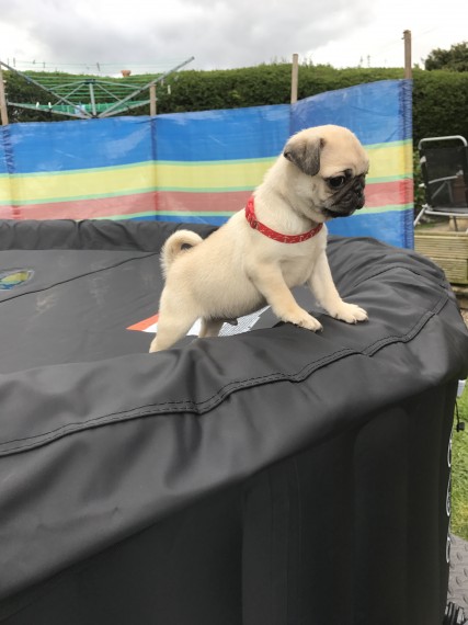 Regalo Cuccioli di Carlino Abbiamo disponibili