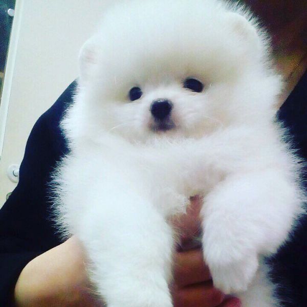 Regalo Volpini cuccioli di pomerania