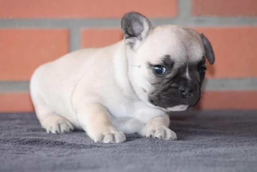  Adorabili cuccioli di Bulldog Francese femminucce e maschietti disponibili per l'adozione