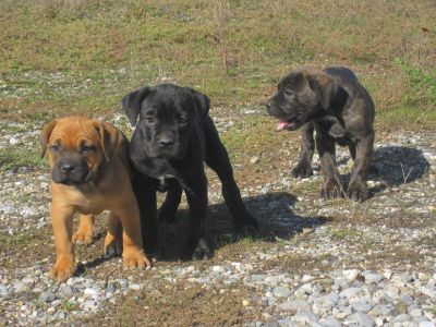cuccioli cane corso stupendissimi