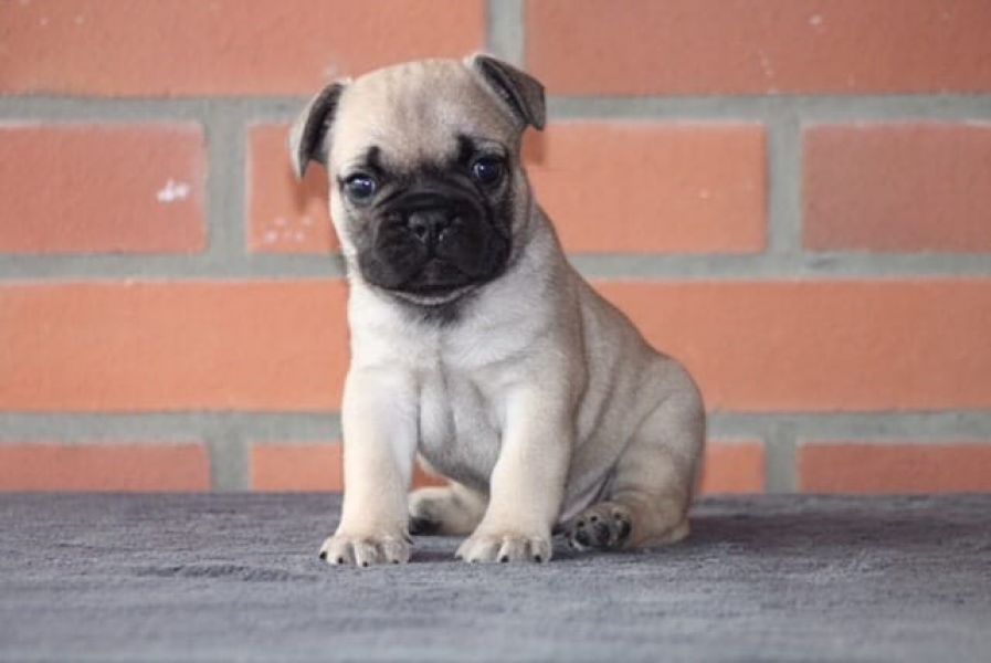  cuccioli di Bulldog Francese  ( Gratis )