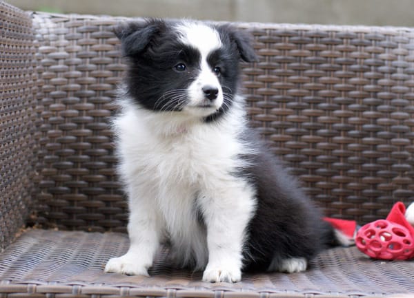 Cuccioli di AUSTRALIANO PASTORE  ( per regalo )
