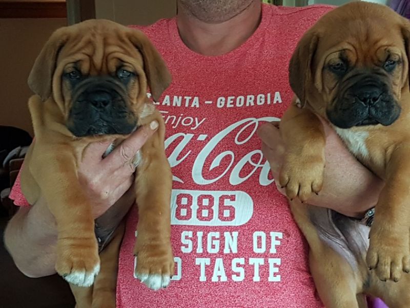  Regalo Cuccioli di Dogue de bordeaux in pronta consegna i cuccioli verranno Dato dopo 90 giorni dal