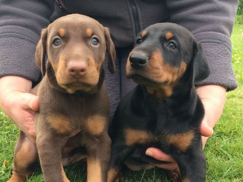  Regalo Cuccioli di Dorberman  in pronta consegna i cuccioli verranno Dato dopo 90 giorni dalla nasc