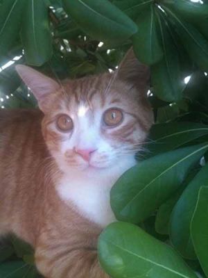 Arturo gatto rosso di due anni