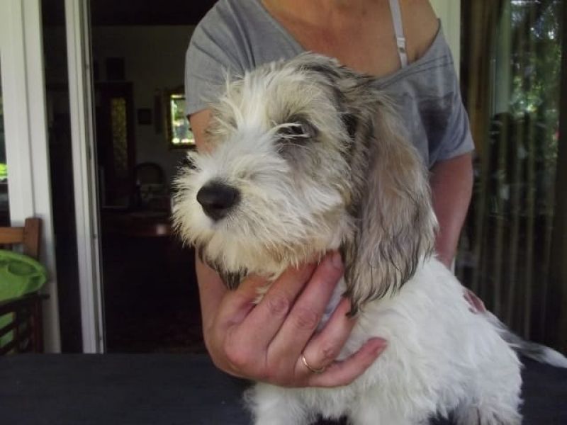  cuccioli di Basset Hound  per adozione ( regalo  )
