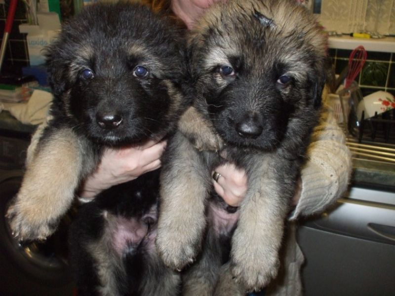 Regalo adorabili cuccioli pastore australiano femminucce e maschietti disponibili