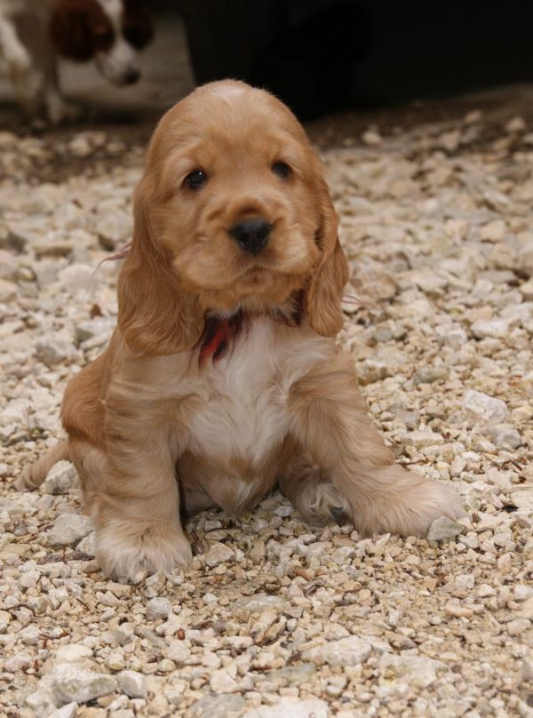  cuccioli di cocker-spaniel   ( per regalo )