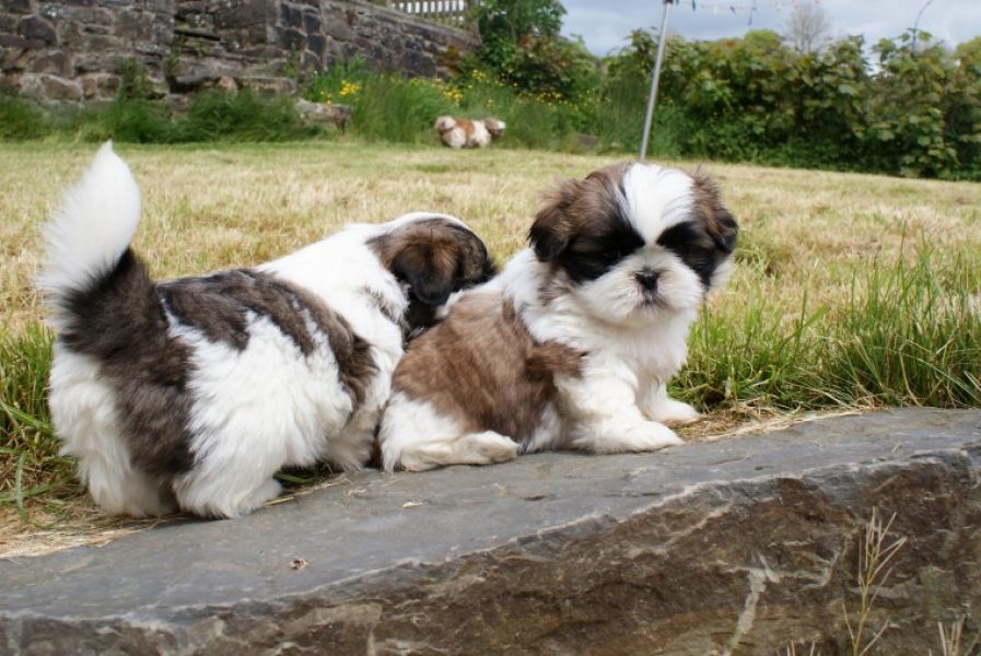 Regalo cuccioli di shitzu