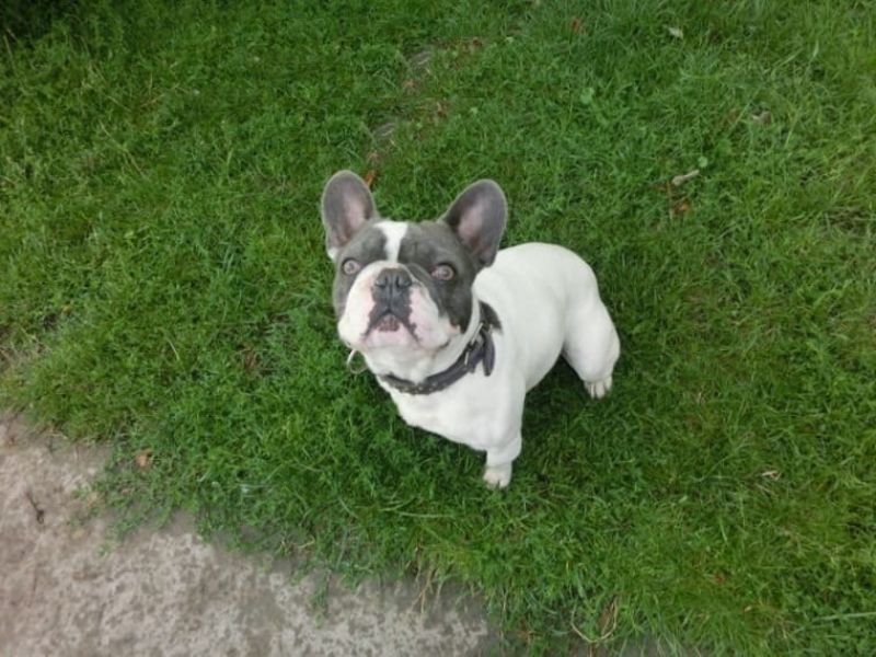 Regalo Cuccioli di Cane a Bulldog Francese