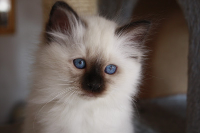 cuccioli sacri di birmania