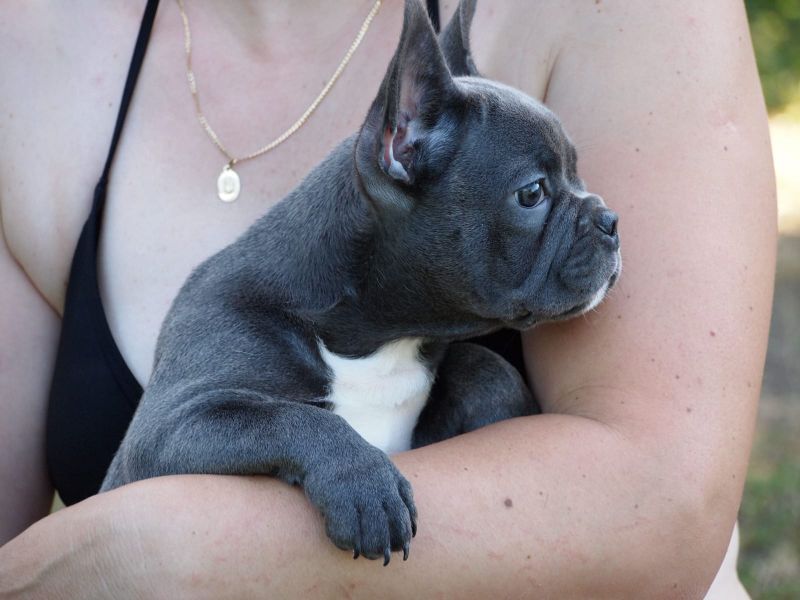 Adorabili cuccioli di Bulldog Francese femminucce e maschietti disponibili per l'adozione
