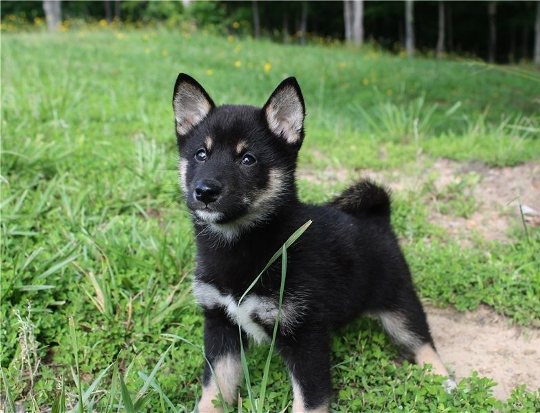Regalo Cuccioli di Shiba inu  in pronta consegna