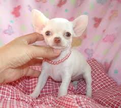 Cuccioli di Chihuahua