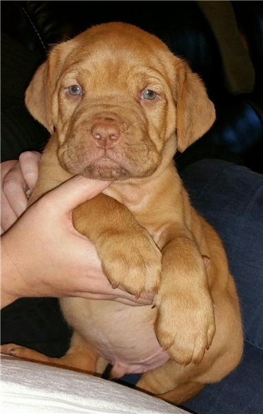 Regalo Cuccioli di Dogue de bordeaux in pronta consegna i cuccioli verranno Dato dopo 90 giorni dall