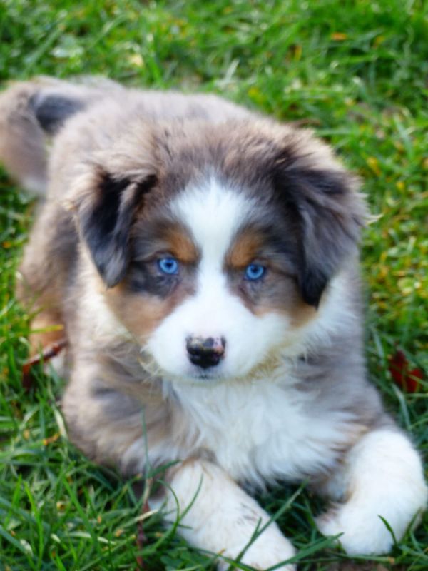 Cuccioli di AUSTRALIANO PASTORE  per adozione ( maschio e femmina )