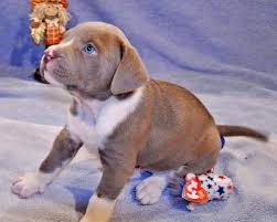 Abbiamo disponibili cuccioli di boxer