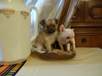 chihuahua cuccioli vendo