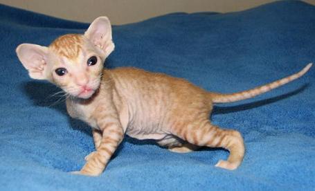  Regalo Maschio e una femmina cuccioli Sphynx per l'adozione Maschio e una femmina cuccioli Sphynx p